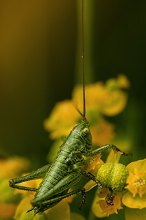 Antenns