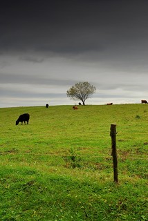 Limuzinok