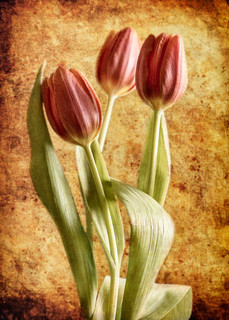 Tulip