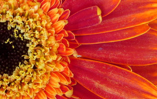 Gerbera