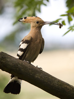 Bbos banka (Upupa epops)