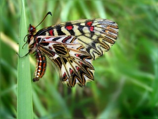 Farkasalmalepke (Zerynthia polyxena)