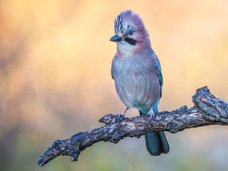 Punk szajk