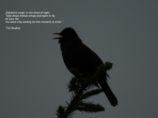 Blackbird