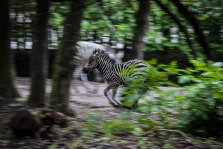 Vgtat zebra csik