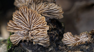 Schizophyllum commune