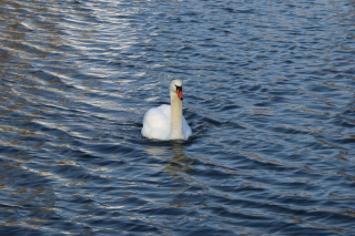 A Loch Ness-i hatty