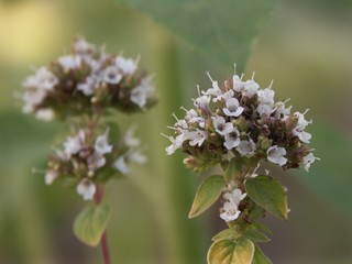 Oregano