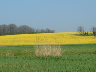 A termszet szrzete