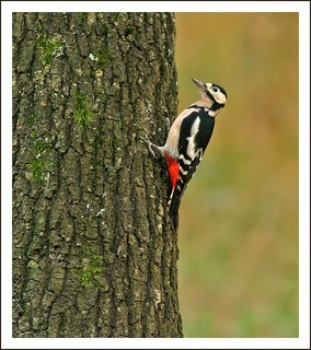 Dendrocopos major (nagy fakopncs)