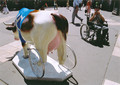 Cow parade Budapest