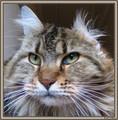 Maine Coon