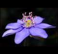 hepatica nobilis