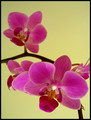 Orchidea II.