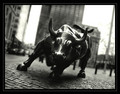 charging bull