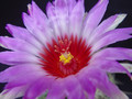 Thelocactus bicolor