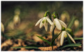 Galanthus, a vg rja...