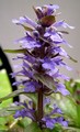 Ajuga reptans