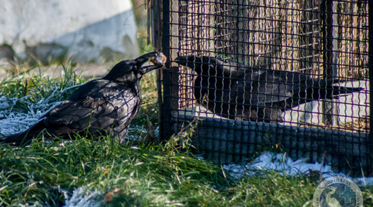 A rács két oldalán - Udvarlója látogatja Negrót, a beszélő hollót.