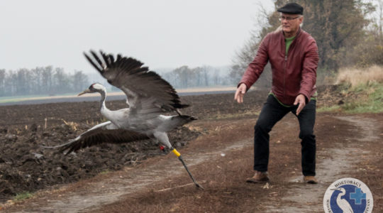 Fára akadt daru kapott új esélyt