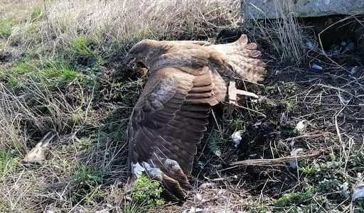 Róka helyett egerészölyvet fogott a hurokcsapda