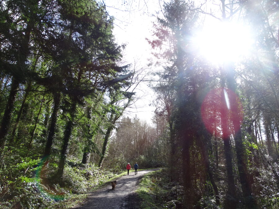 Spring at Old Court Woods, Garryduff, Cork (picture: Kieran McCarthy)