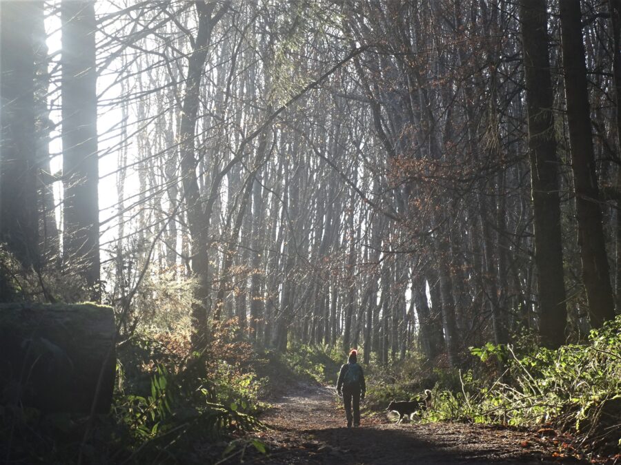 Winter at Old Court Woods, Garryduff, Cork (picture: Kieran McCarthy)