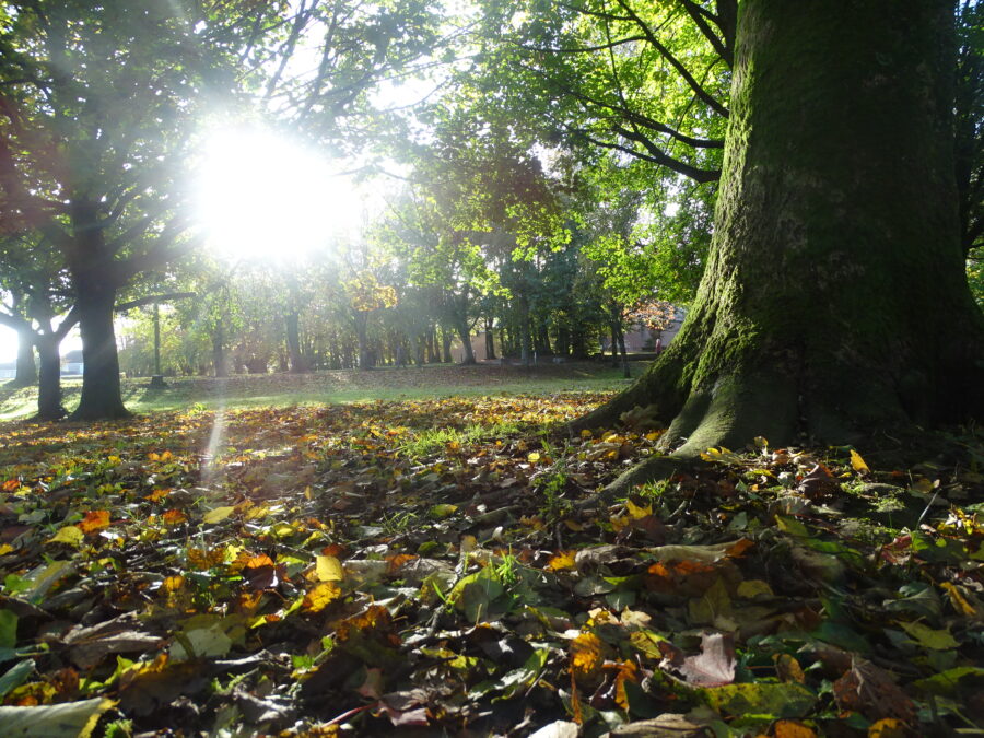 Autumn at the Japanese Gardens, Ballinlough (picture: Kieran McCarthy)