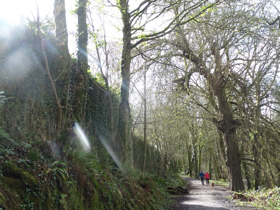 Spring at Old Court Woods, Garryduff, Cork (picture: Kieran Mccarthy) 