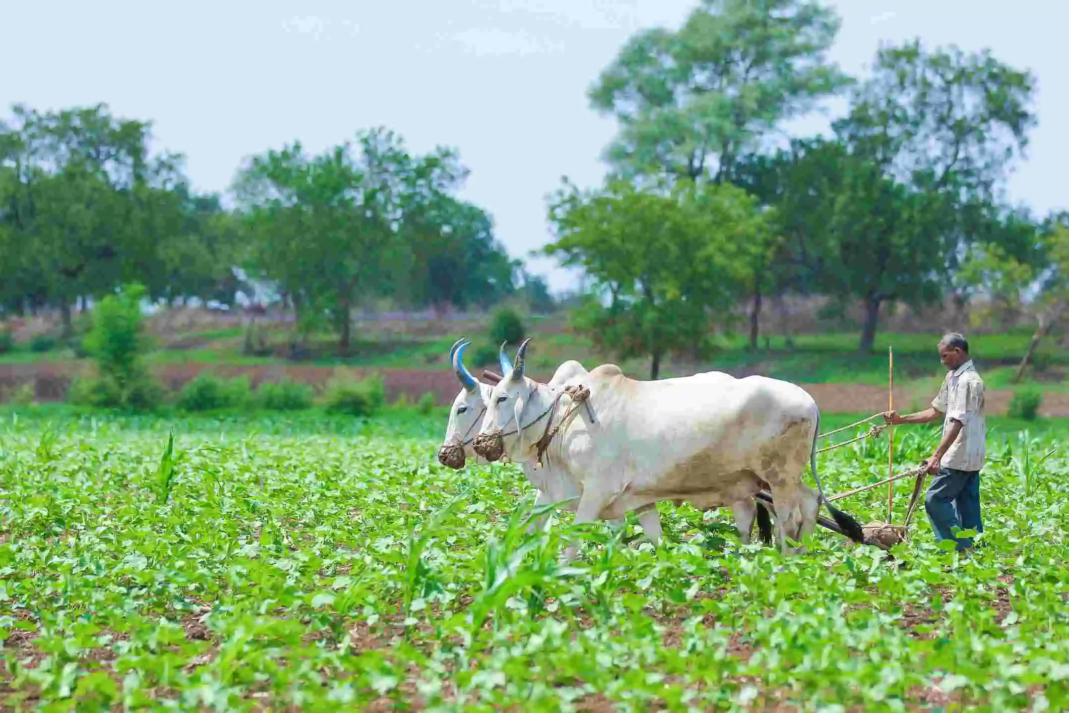 কিষান ক্রেডিট কার্ড