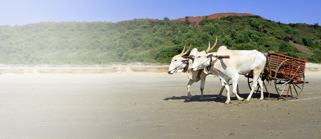 Agriculture Finance Bullock Pair & Bullock Cart Banner