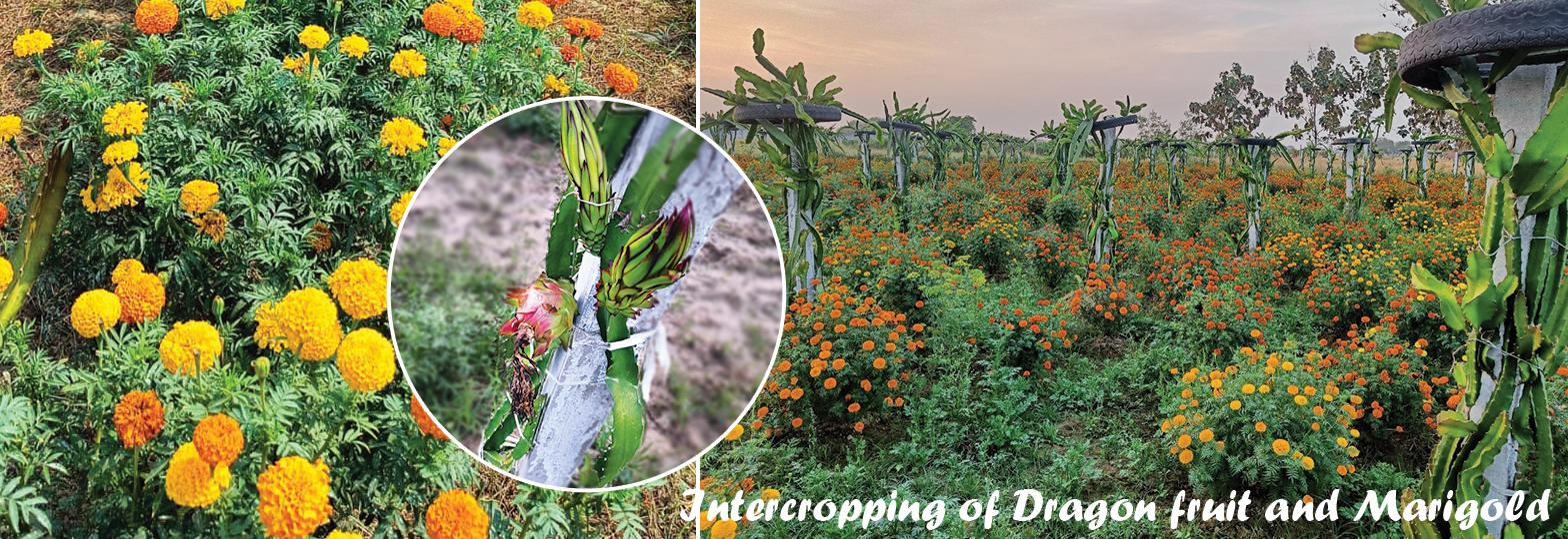 Intercropping of Dragon fruit and Marigold