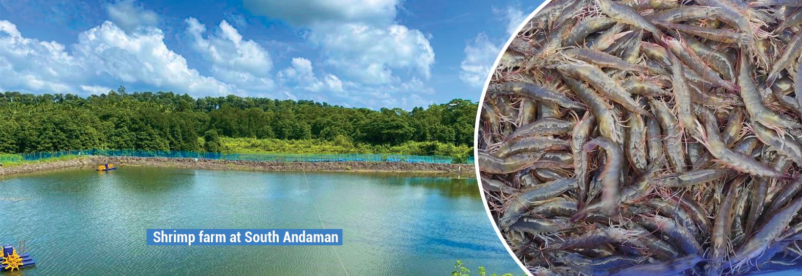 Shrimp farm at south andaman