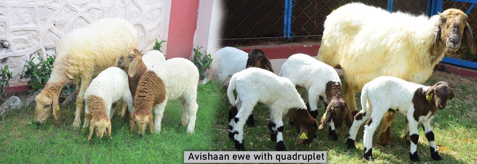 Avishaan ewe with quadruplet