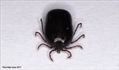 Ixodes (Scaphixodes) caledonicus