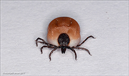 Ixodes ricinus