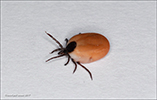 Ixodes ricinus