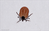 Ixodes ricinus