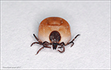 Ixodes ricinus