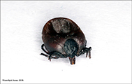 Ixodes ricinus