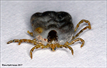 Ixodes (Ceratixodes) uriae