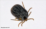 Ixodes (Ceratixodes) uriae