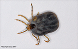 Ixodes (Ceratixodes) uriae