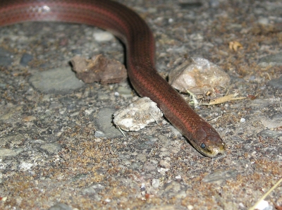 Sharp-tailed Snake