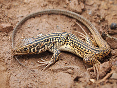 California Whiptail