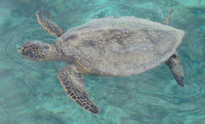 Green Sea Turtle