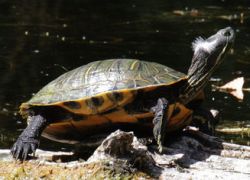 Red-eared Slider