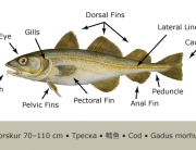 Cod_Anatomy