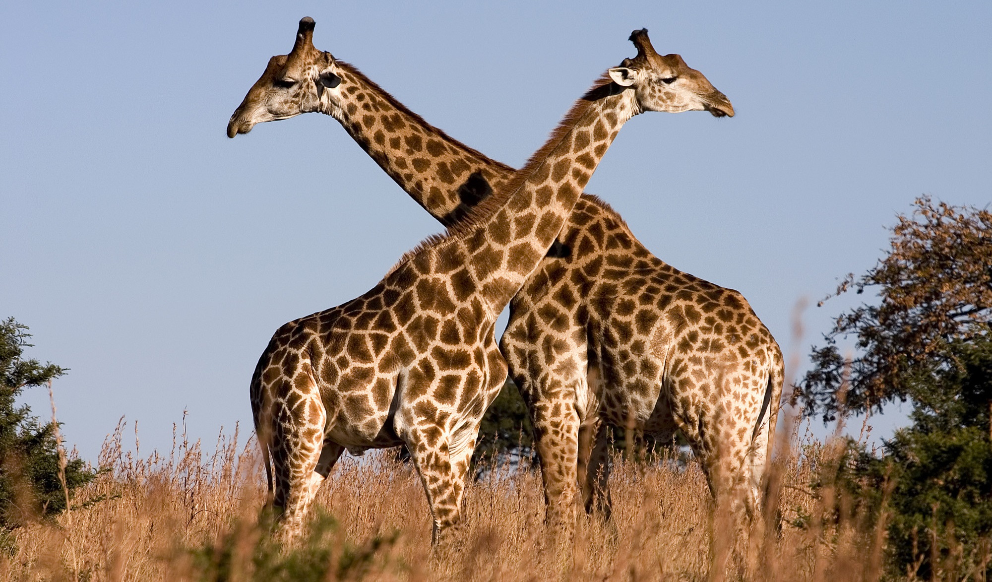 Giraffe