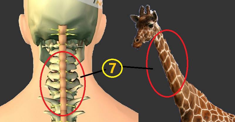 Vertebre del collo della giraffa